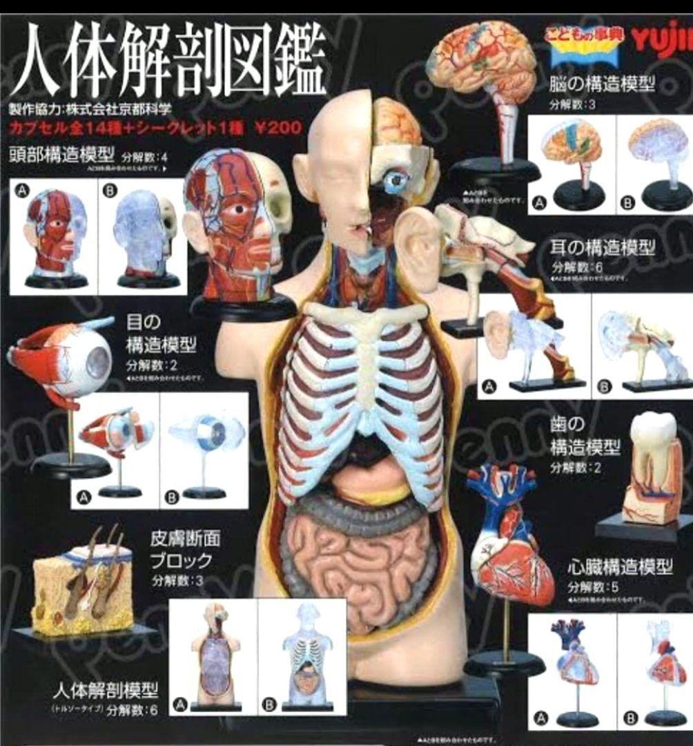 ⑤ Yujin Human Anatomy Illustrated Book 3 types set including complete version