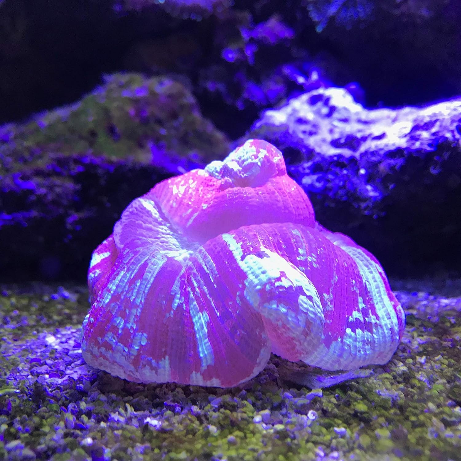 Reef Plus 4 L / 1 fl gal