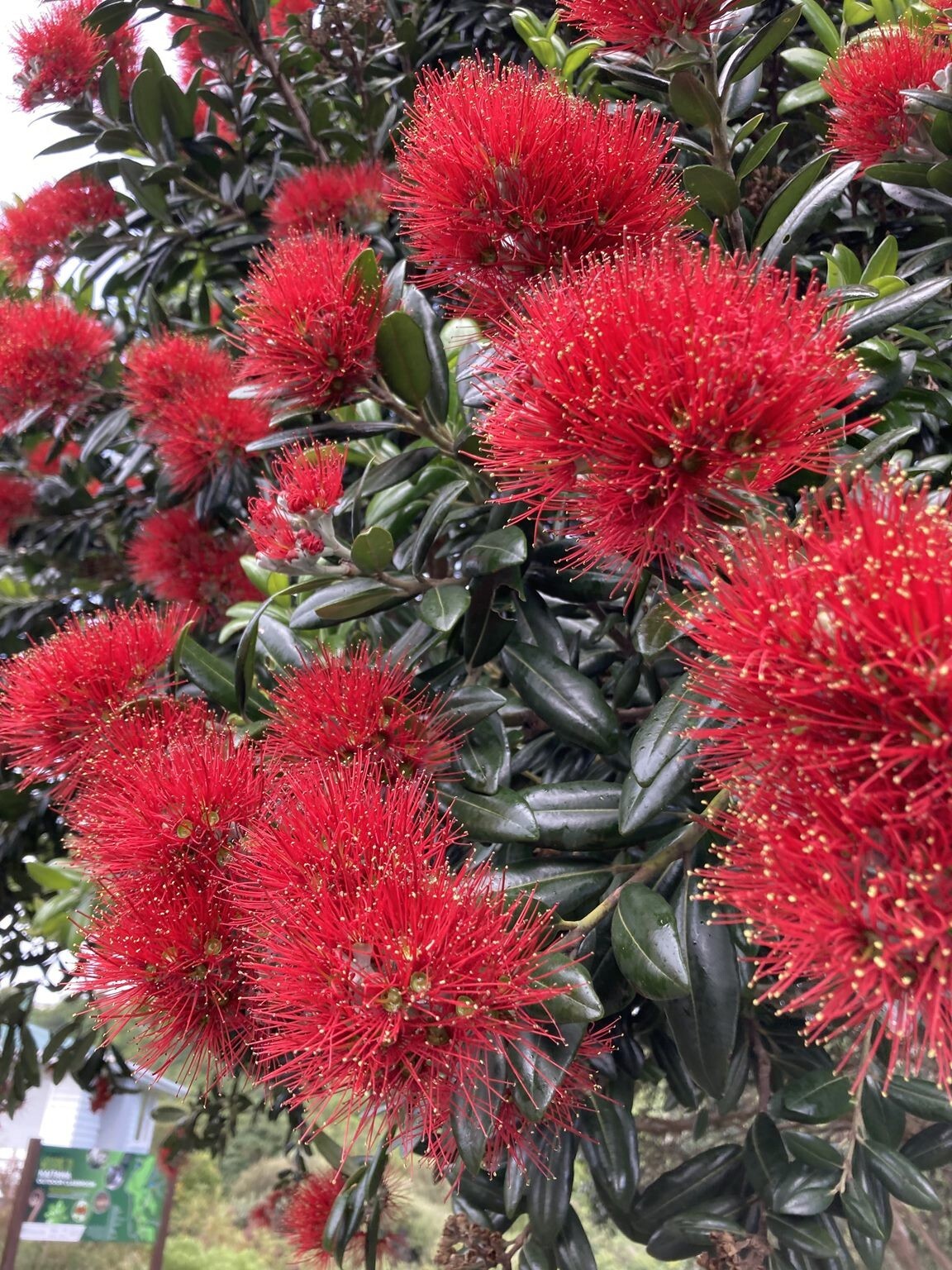 Pohutukawa – Red flower – 100 seeds – Metrosideros excelsa – from New Zealand
