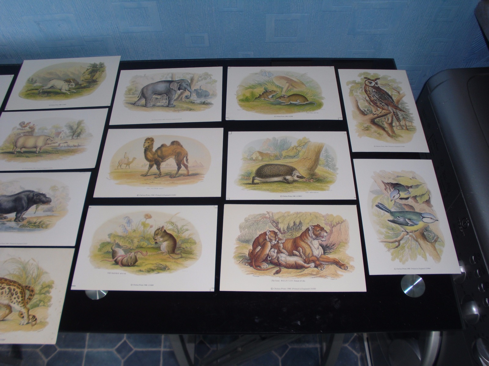 Job Lot 65 Rare Vintage Wildlife Prints