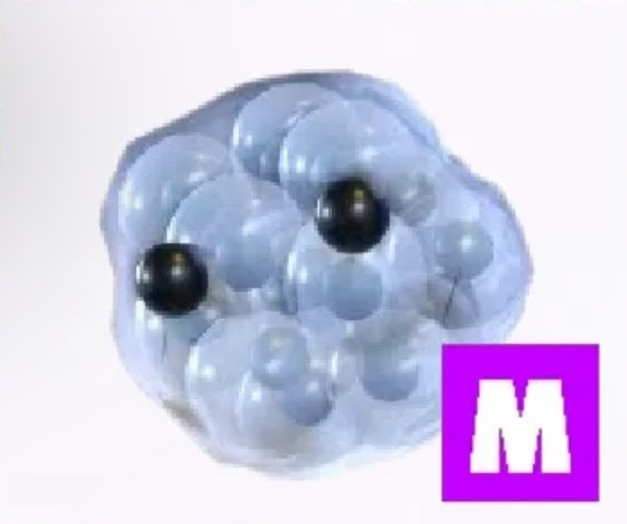 Adopt A Pet from Me – Mega Frogspawn *FAST DELIVERY* Mega Neon