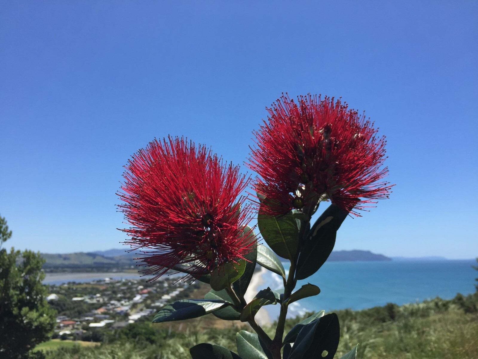 Pohutukawa – Red flower – 100 seeds – Metrosideros excelsa – from New Zealand