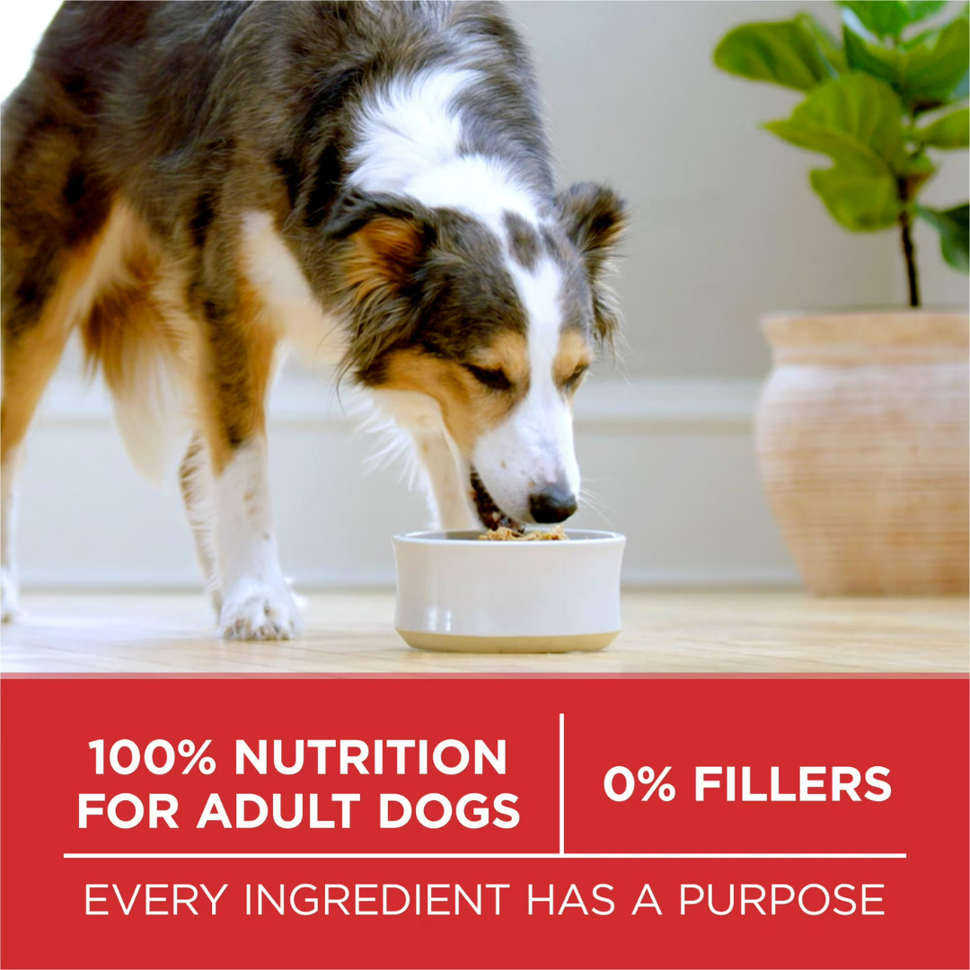 Purina One Dry Dog Food for Adult Dogs High Protein, Real Chicken & Rice,16.5 lb