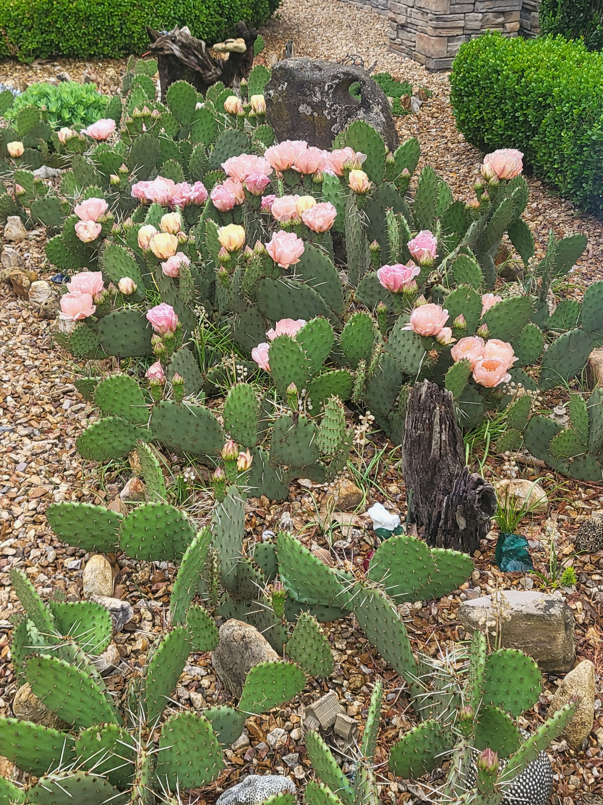 Prickly Pear Cactus Pink & Yellow Blooms 7-9″ PAD